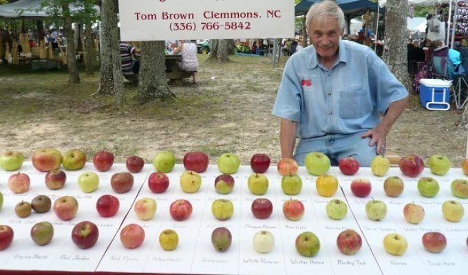 Пенсионер собрал крупнейший в мире «яблоневый ковчег» (5 фото)