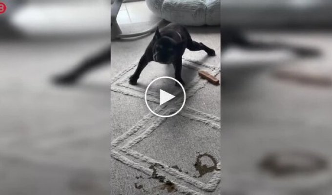 К чему приводит несвоевременная прогулка с собакой