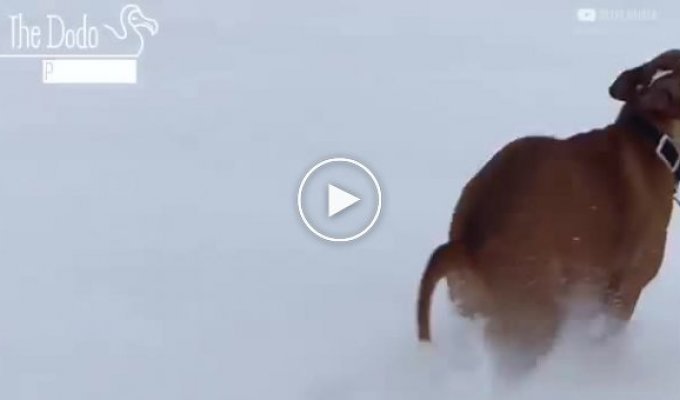 Животные впервые увидевшие снег