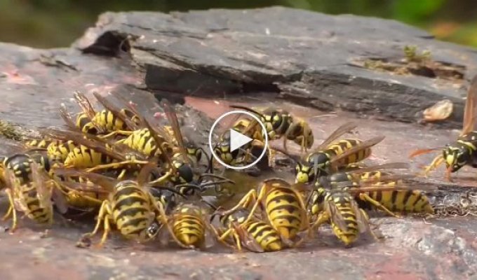 The battle between wasps and hornets was filmed