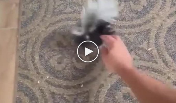 A man plays with a rescued baby skunk.