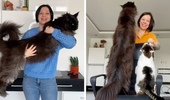 A giant cat became a star of social networks (16 photos)