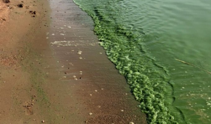 Вода в Финском заливе окрасилась в ярко зеленый цвет (7 фото)