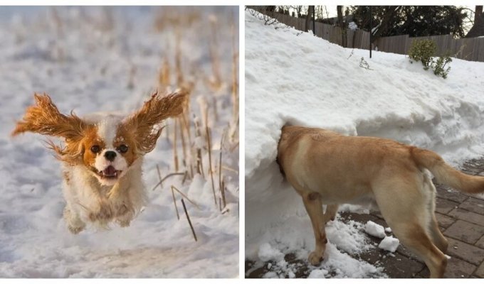 Dogs and snowdrifts (21 photos)