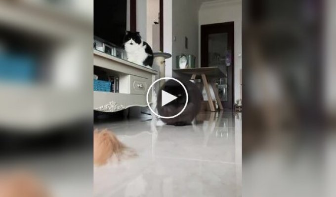 Привет от Дона Котлеоне