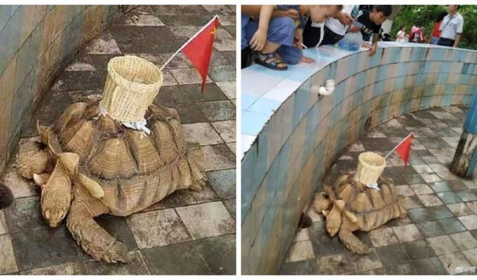 В китайском зоопарке черепаха собирала деньги с посетителей (4 фото)