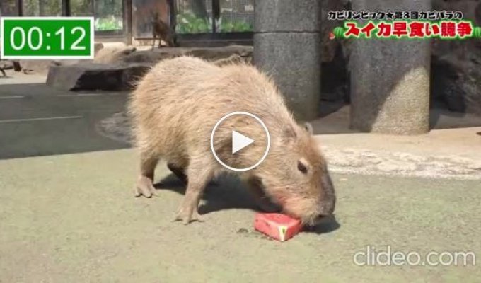 In Japan, there is a watermelon eating Olympics for capybaras