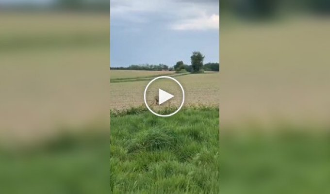 Drunken deer spotted in eastern France