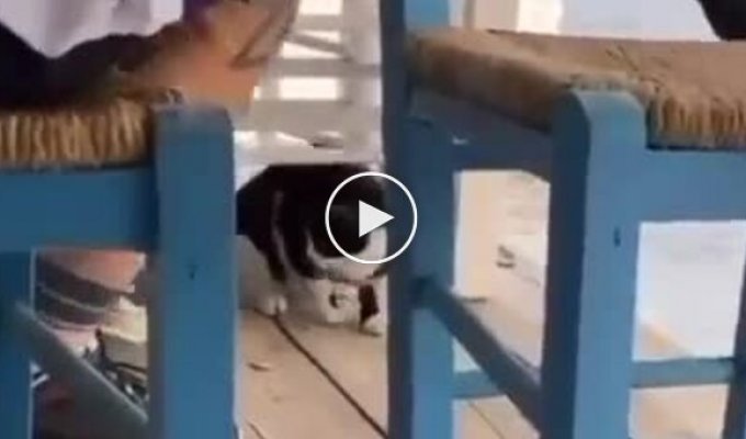 Мужчина пнул кота в море и получил штраф