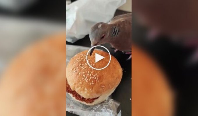 Пернатый любитель кунжута