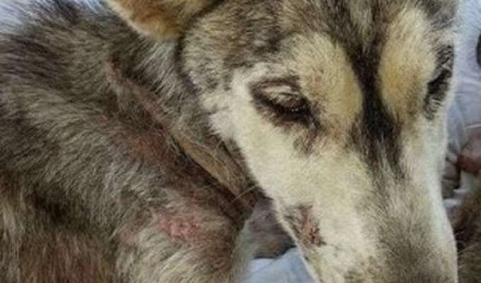 The unfortunate dog was dying of hunger... But what was under her belly made her live!