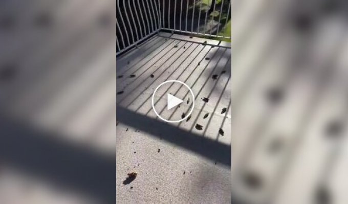 Проворная белка скидывает шишки с дерева