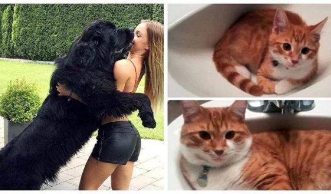 17 visual examples of how quickly pets grow (18 photos)