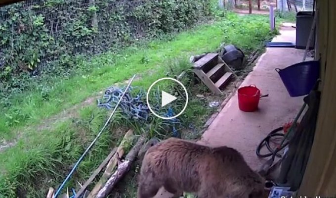В Британии два медведя сбежали из зоопарка и съели весь мед в ближайшем магазине