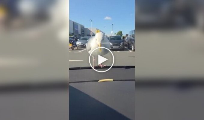 На что способны некоторые чайки ради картошки фри