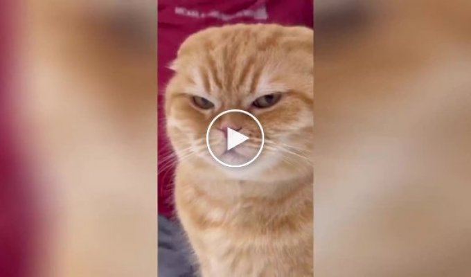 “It would be better to remain silent”: the cat was horrified by the owner’s vocal abilities