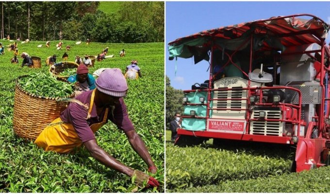 African tea pickers break robots that will soon replace them on plantations (3 photos)