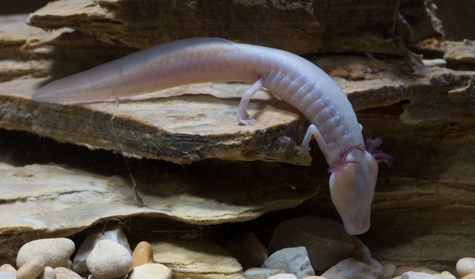 Техасские слепые саламандры: Вот так выглядит призрак детства. Эти животные остаются в личиночной стадии на всю жизнь. Но как размножаться? (9 фото)