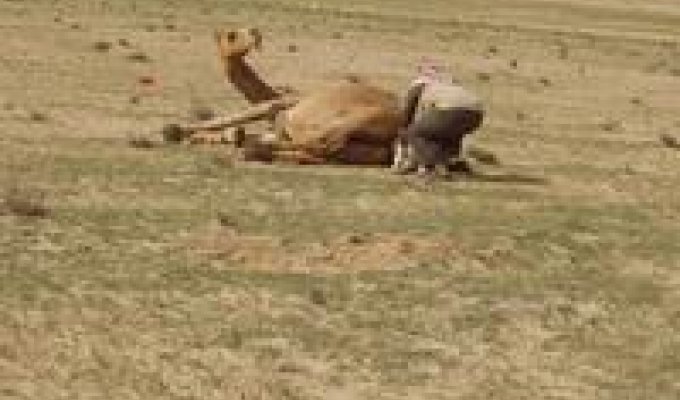 Рождение маленького верблюда (5 фото)