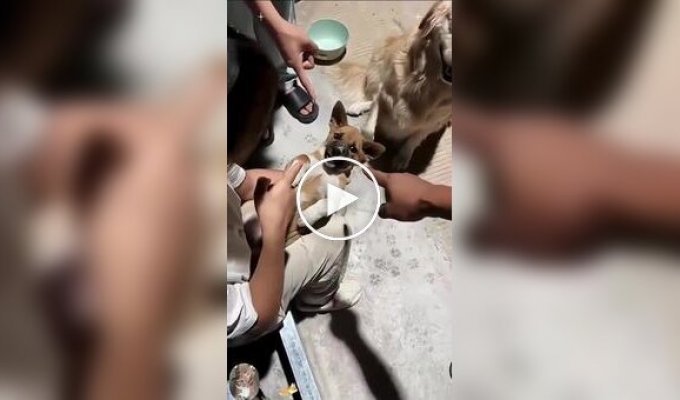 Домашние собаки и лекарства