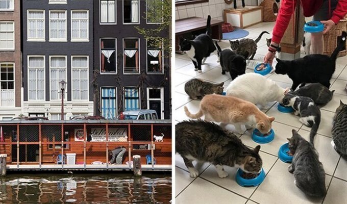 Плавучий Кошкин дом: одна из достопримечательностей Амстердама (11 фото)