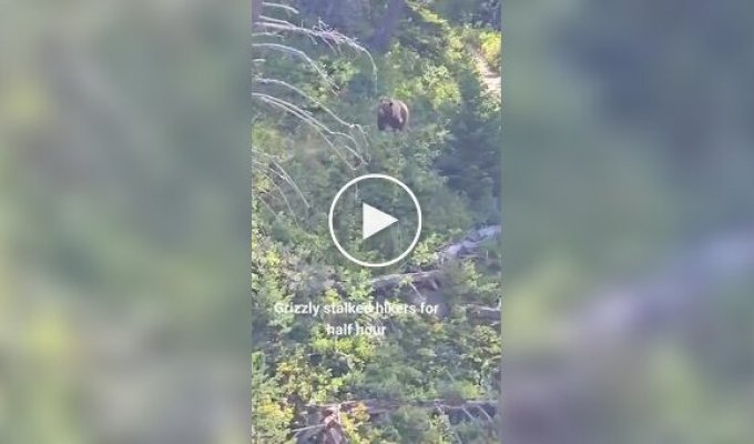 Bear chased tourists in the mountains for half an hour