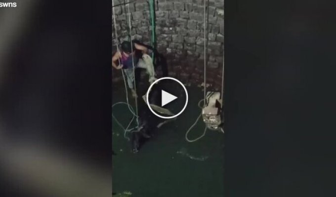 Rescue of a bull that fell into a well