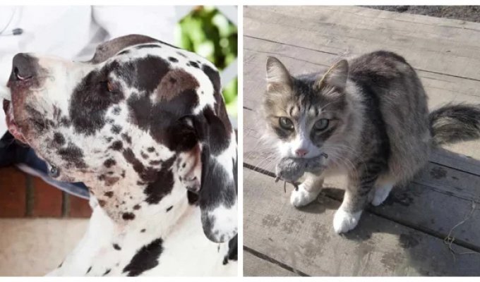 Реальные истории, подтверждающие высокий интеллект и развитую интуицию домашних питомцев (10 фото)