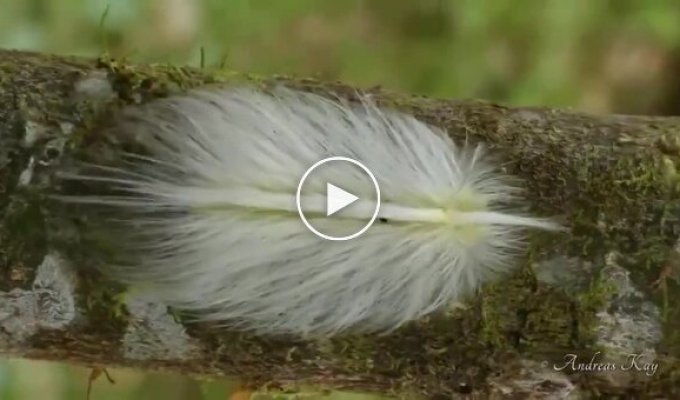 Гусеница-обманка из Эквадора