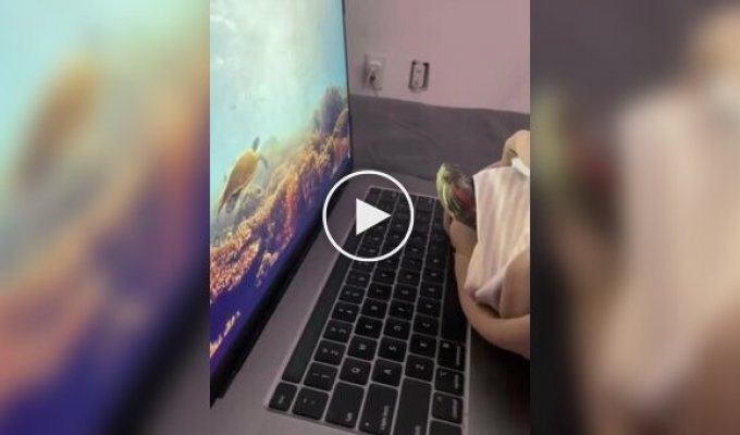 Turtle scared of shark on laptop screen