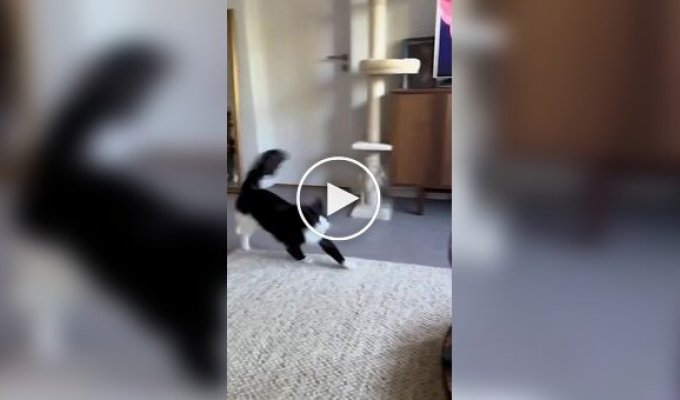 Суетолог в естественной среде обитания