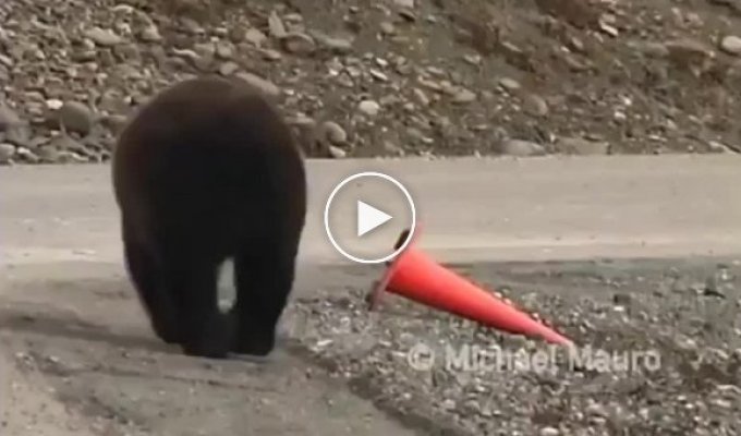 Навел порядок медведь поставил на место дорожной конус