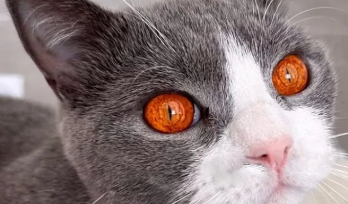 A guy showed photos of a cat whose each eye is like the eye of Sauron (3 photos + video)