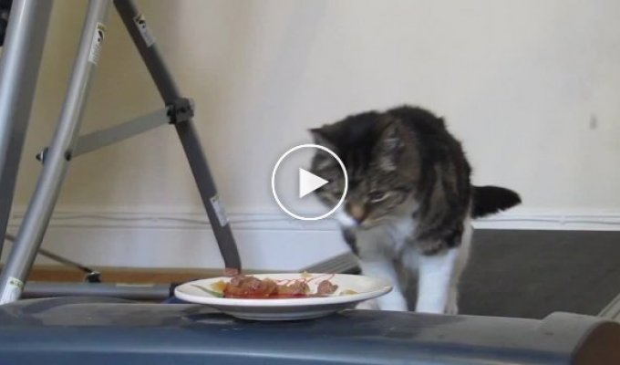 Кот пытается добраться до еды