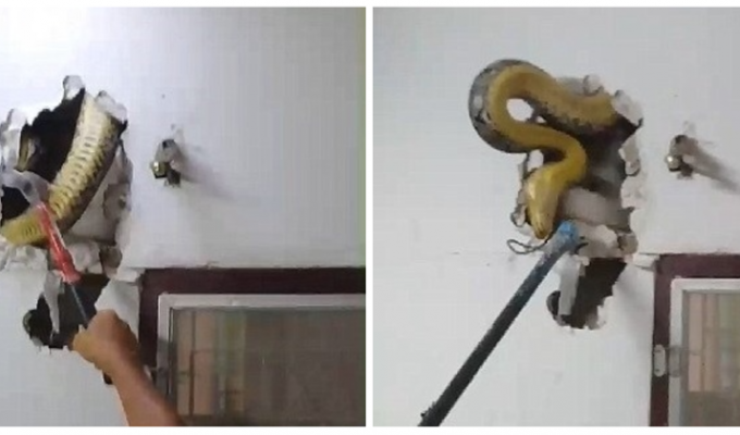 Житель Бангкока обнаружил в стене своей гостиной 4,5-метрового питона (5 фото + 1 видео)