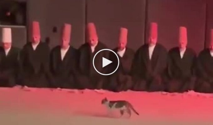 Кот на религиозной церемонии