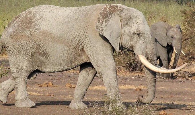44 слона пришли мстить людям за убийство слоненка (1 фото)