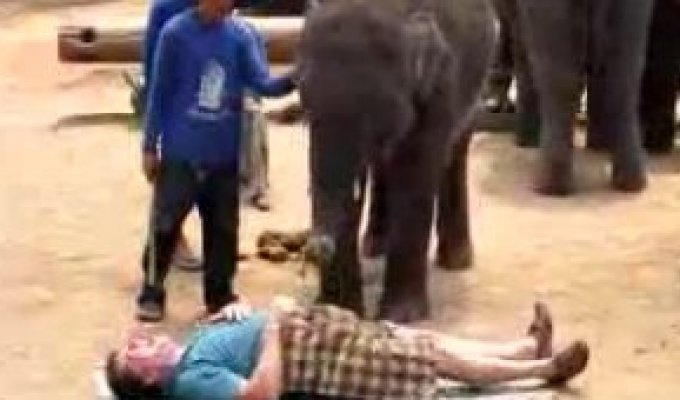 Слон делает массаж