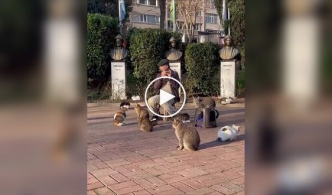В Стамбуле прошел концерт для кошек