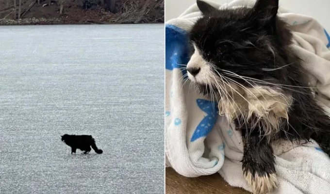 20-year-old blind cat rescued from frozen lake (5 photos)