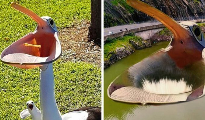 В сети делают фотопародии на пеликана, который так разинул свой клюв, что чуть не поглотил весь мир (15 фото)