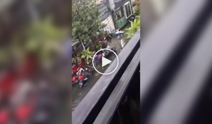 Питоны захватили улицы Бали с приходом сезона дождей