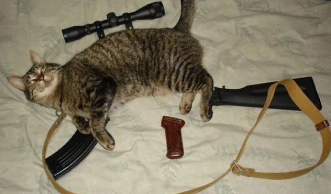 Tactical equipment for a cat: a basic combat kit that every cat has (8 photos)