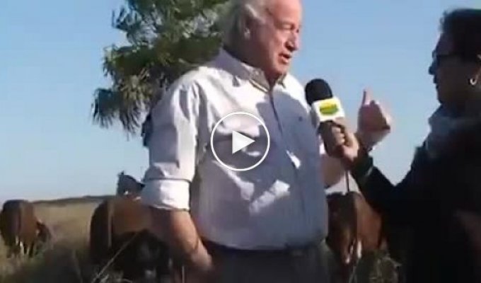 Корова напала на ветеринара и прервала интервью на аргентинском телевидении