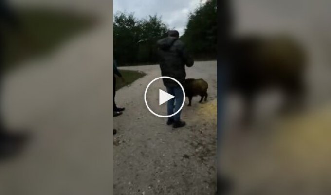 Дружелюбный и ласковый зверь