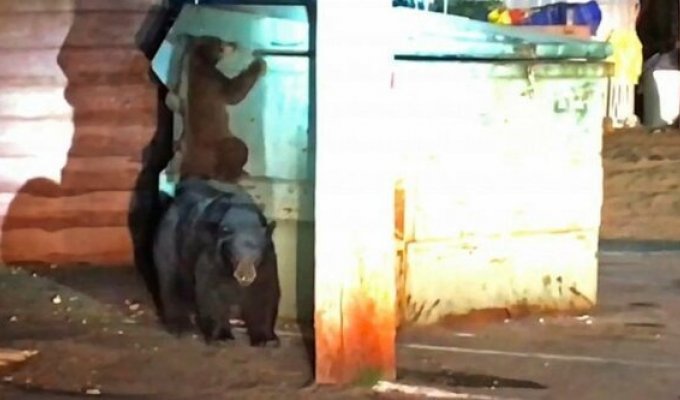 Медведи пытались спасти детеныша, застрявшего в мусорном баке, но в итоге ему помогли полицейские (3 фото + 1 видео)