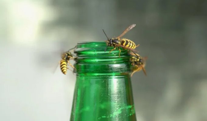 Вересень — колапс осячого суспільства. Вони йдуть у запій і стають лютими! (7 фото)
