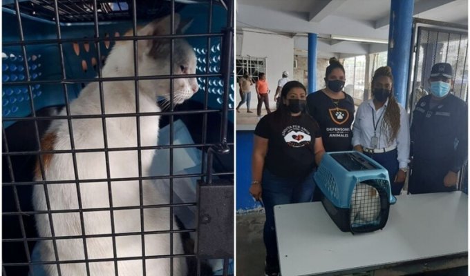 В Панаме "задержали" кота, который пытался пронести наркотики в тюрьму (5 фото)