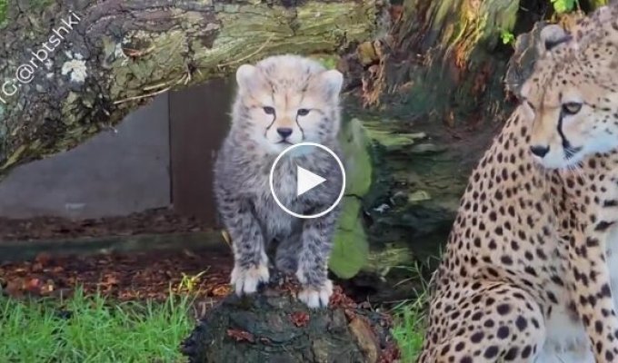 Как мяукают гепарды