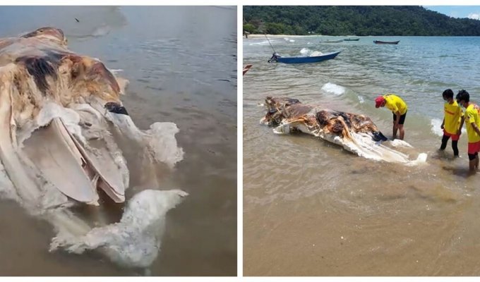 An unidentified monster washed up on a beach in Malaysia (8 photos + 2 videos)